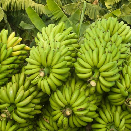 Banana Export